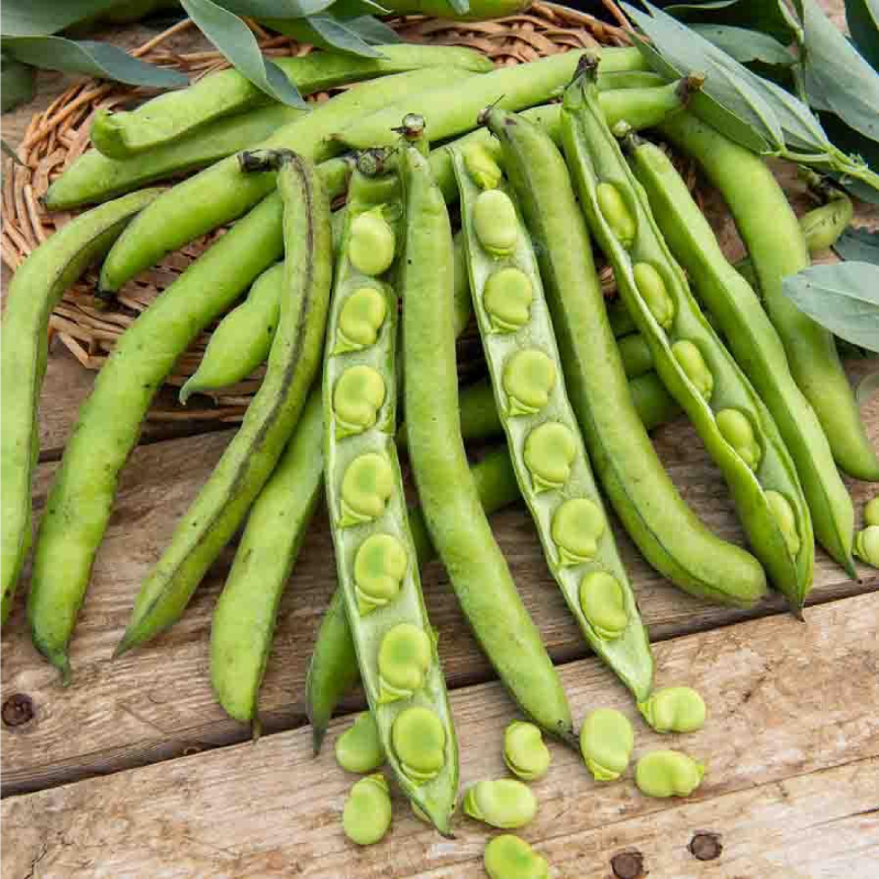 Habas AGUADULCE Vilmorin - Caja 175 g - Imagen 2