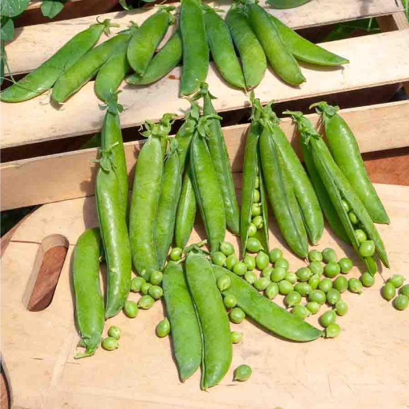 Guisante mata baja PRECOVIL Vilmorin - Caja 150 g - Imagen 2