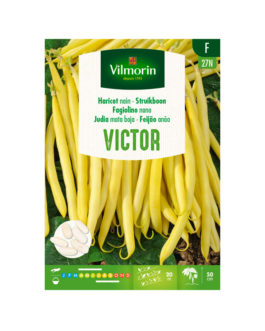 Judía mata baja VICTOR Vilmorin – Caja 100 g