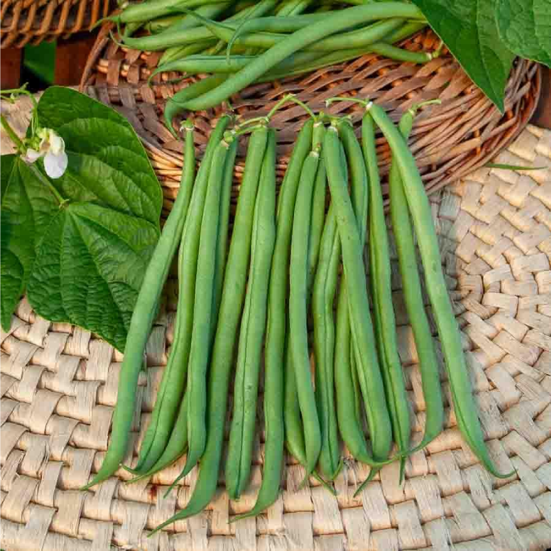 Judía mata baja PRIMEL Vilmorin - Caja 150 g - Imagen 2
