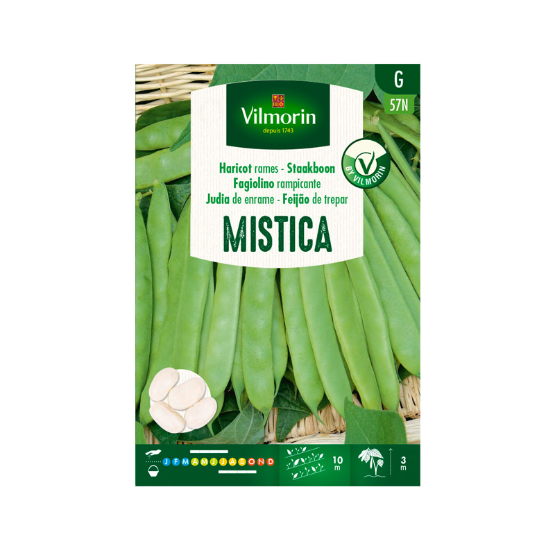Judía Mistica
