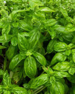 SEMILLAS BIO ALBAHACA Grand Vert Vilmorin – Sobre 1 g