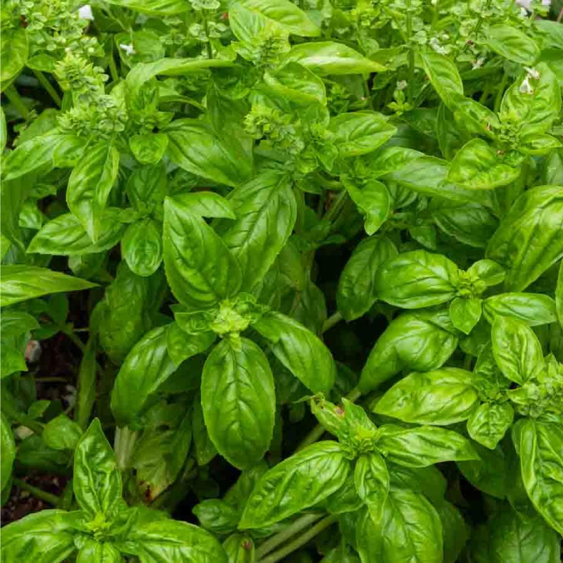 SEMILLAS BIO ALBAHACA Grand Vert Vilmorin - Sobre 1 g - Imagen 2
