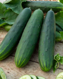 SEMILLAS BIO PEPINO Marketmore Vilmorin – Sobre 1 g