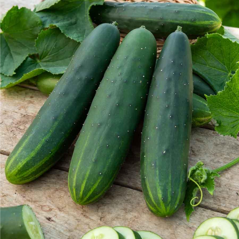SEMILLAS BIO PEPINO Marketmore Vilmorin - Sobre 1 g - Imagen 2