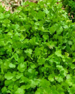 SEMILLAS BIO CILANTRO Vilmorin – Sobre 0,5 g