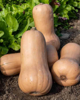 SEMILLAS BIO CALABAZA Butternut Vilmorin – Sobre 2 g