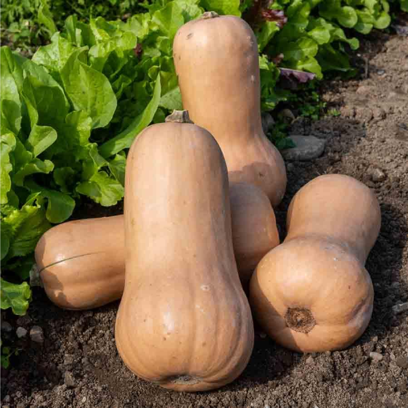 SEMILLAS BIO CALABAZA Butternut Vilmorin - Sobre 2 g - Imagen 2