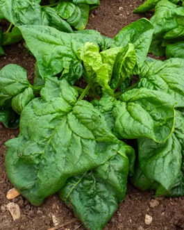 SEMILLAS BIO ESPINACA Gigante Invierno Vilmorin – Sobre 10 g