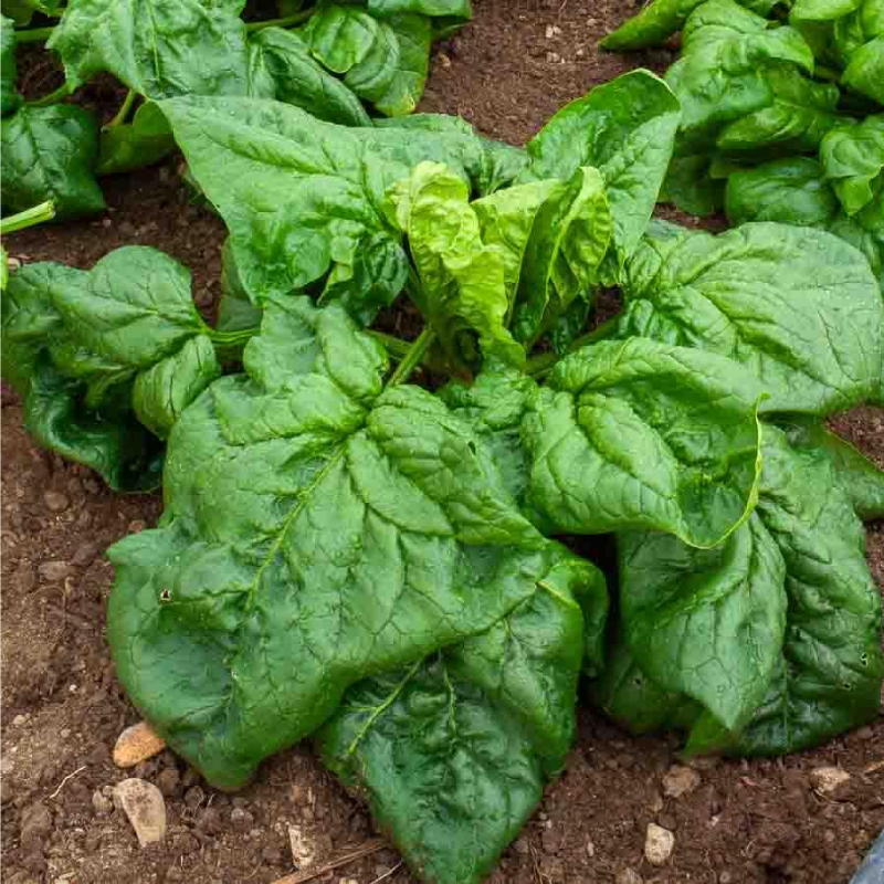 SEMILLAS BIO ESPINACA Gigante Invierno Vilmorin - Sobre 10 g - Imagen 2