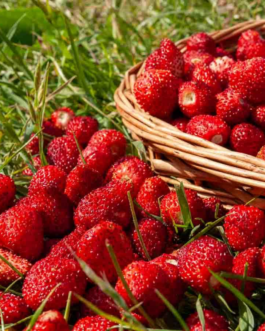 SEMILLAS BIO FRESAS Del Bosque Vilmorin – Sobre 0,2 g