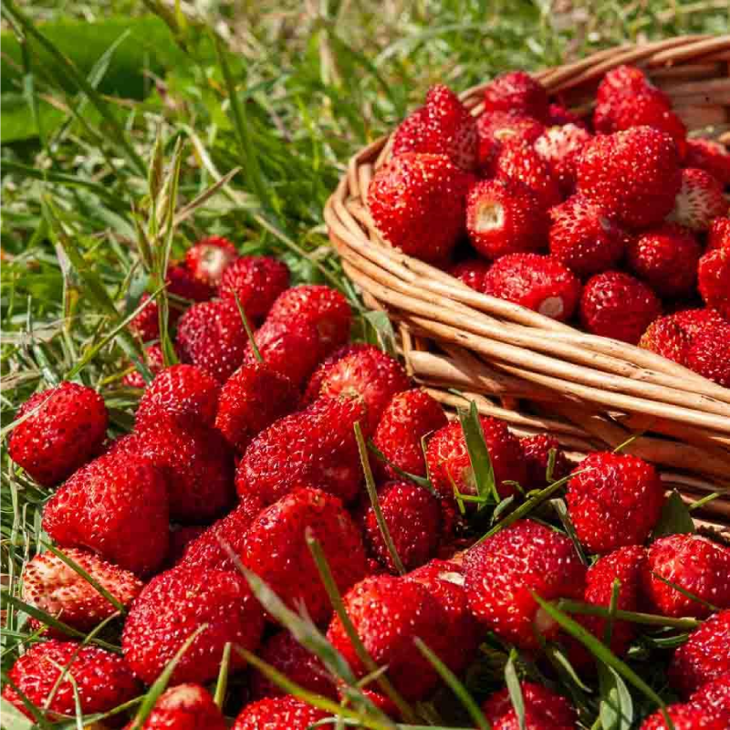 SEMILLAS BIO FRESAS Del Bosque Vilmorin - Sobre 0,2 g - Imagen 2