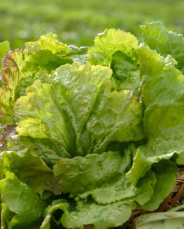 SEMILLAS BIO LECHUGA Batavia Rubia Vilmorin – Sobre 1 g