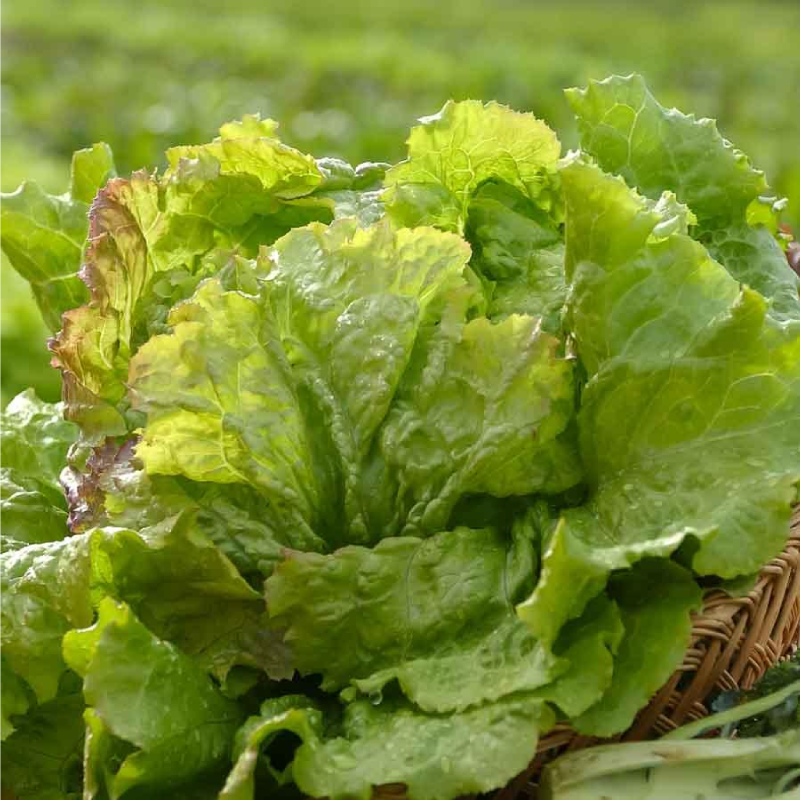 SEMILLAS BIO LECHUGA Batavia Rubia Vilmorin - Sobre 1 g - Imagen 2