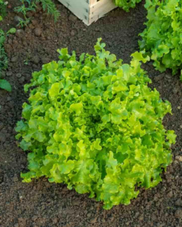 SEMILLAS BIO LECHUGA Salad Bowl Vilmorin – Sobre 4 g