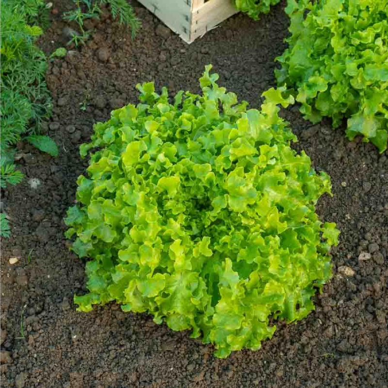 SEMILLAS BIO LECHUGA Salad Bowl Vilmorin - Sobre 4 g - Imagen 2
