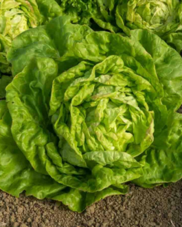 SEMILLAS BIO LECHUGA May Queen Vilmorin – Sobre 2 g
