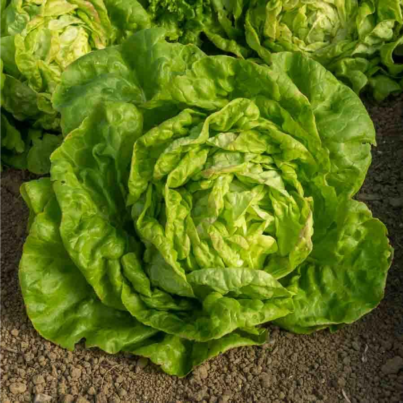 SEMILLAS BIO LECHUGA May Queen Vilmorin - Sobre 2 g - Imagen 2