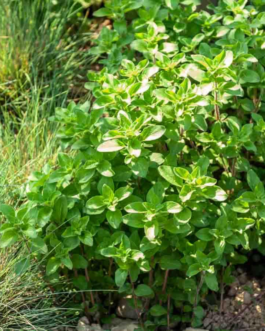 SEMILLAS BIO OREGANO Vilmorin – Sobre 0,5 g