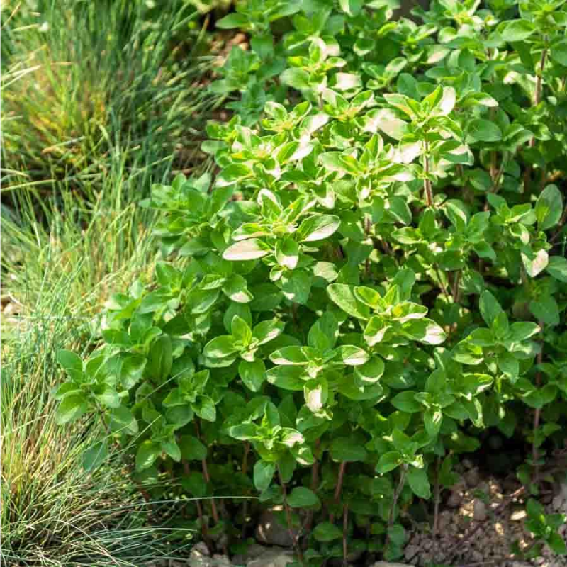 SEMILLAS BIO OREGANO Vilmorin - Sobre 0,5 g - Imagen 2