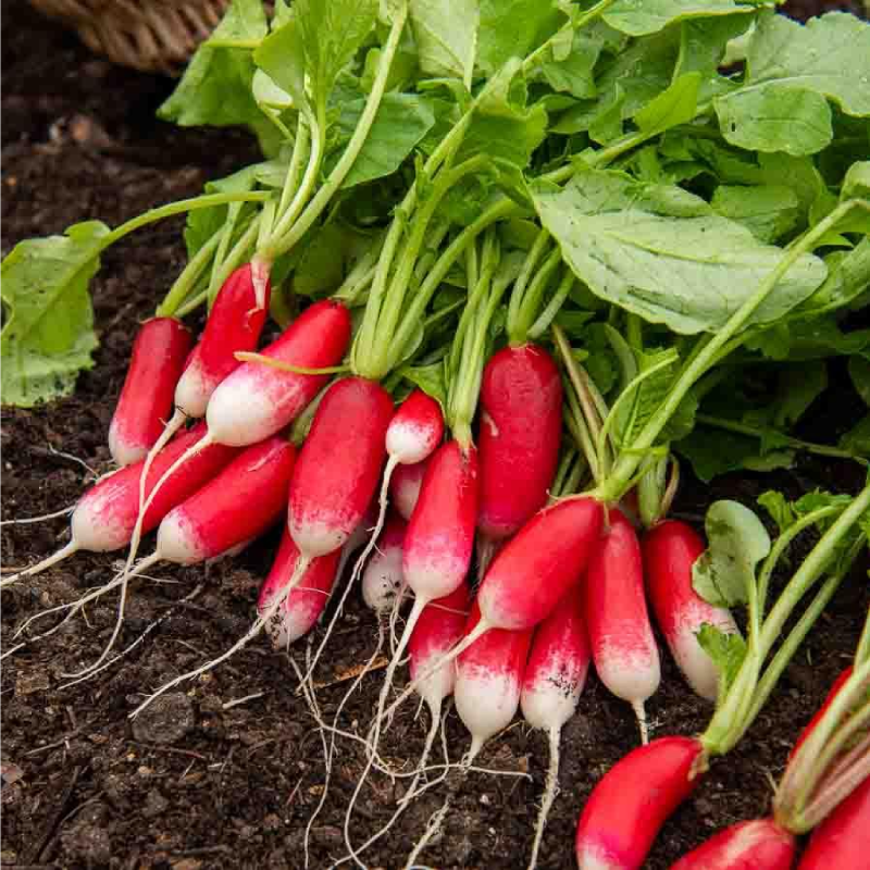 SEMILLAS BIO RABANITO French Breakfast Vilmorin - Sobre 6 g - Imagen 2