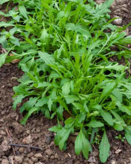 SEMILLAS BIO JARAMAGO Cultivado Vilmorin – Sobre 5 g