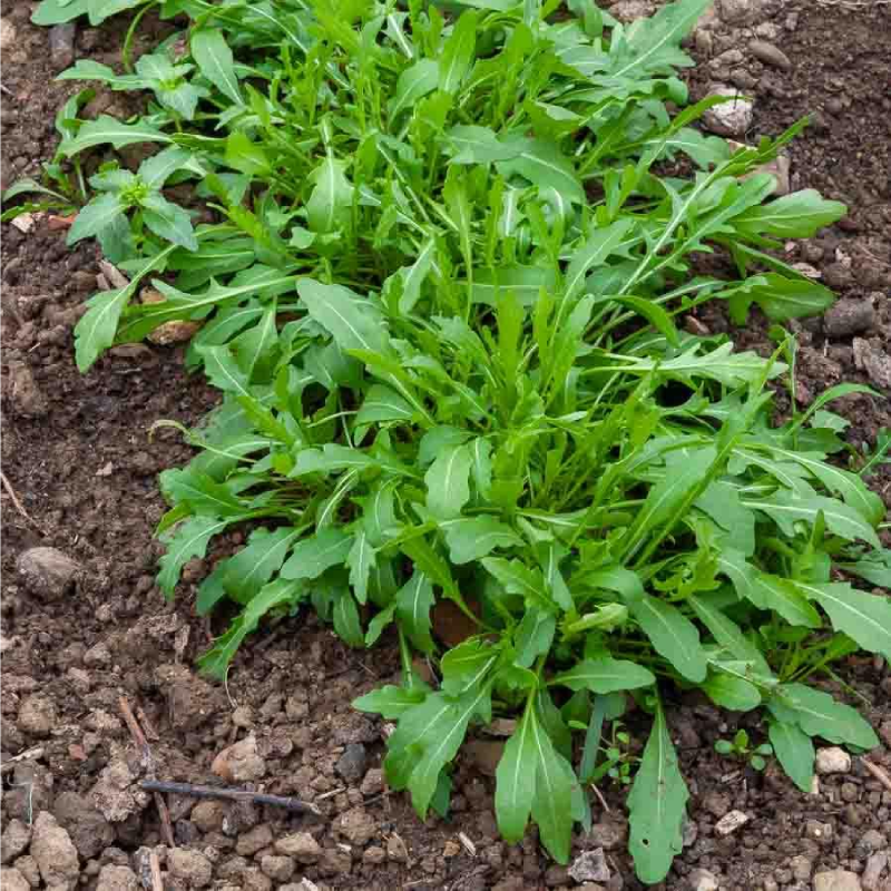 SEMILLAS BIO JARAMAGO Cultivado Vilmorin - Sobre 5 g - Imagen 2