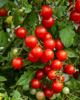 SEMILLAS BIO TOMATE Red Cherry Vilmorin – Sobre 0,2 g