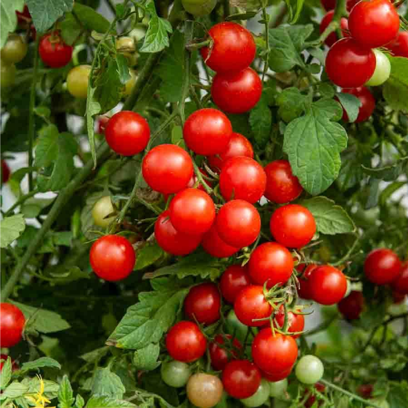 SEMILLAS BIO TOMATE Red Cherry Vilmorin - Sobre 0,2 g - Imagen 2