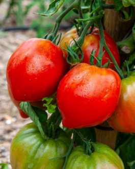 SEMILLAS BIO TOMATE Corazón de Buey Vilmorin – Sobre 0,15 g