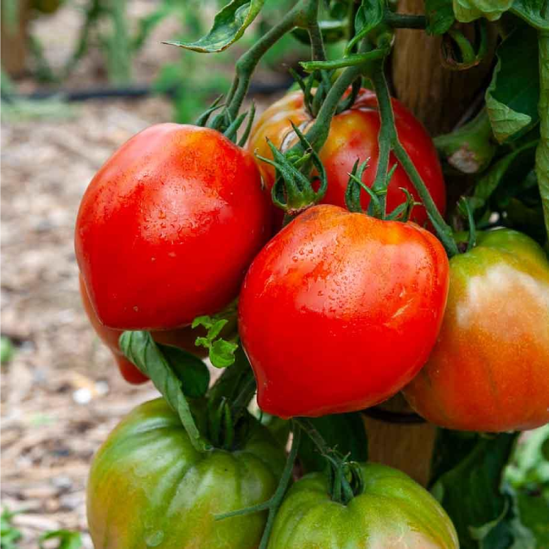 SEMILLAS BIO TOMATE Corazón de Buey Vilmorin - Sobre 0,15 g - Imagen 2