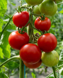 SEMILLAS BIO TOMATE Matina Vilmorin – Sobre 0,15 g