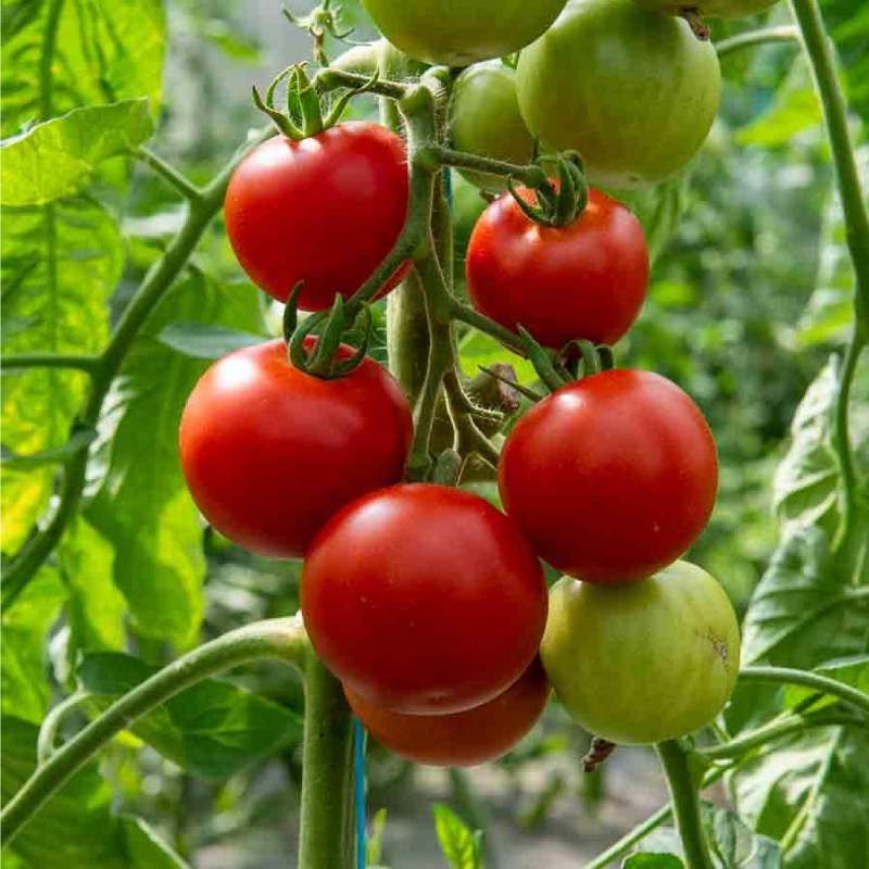 SEMILLAS BIO TOMATE Matina Vilmorin - Sobre 0,15 g - Imagen 2