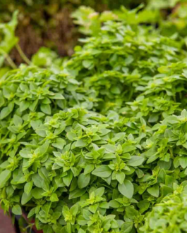 SEMILLAS ALBAHACA Fina Verde Vilmorin – Sobre 4 g