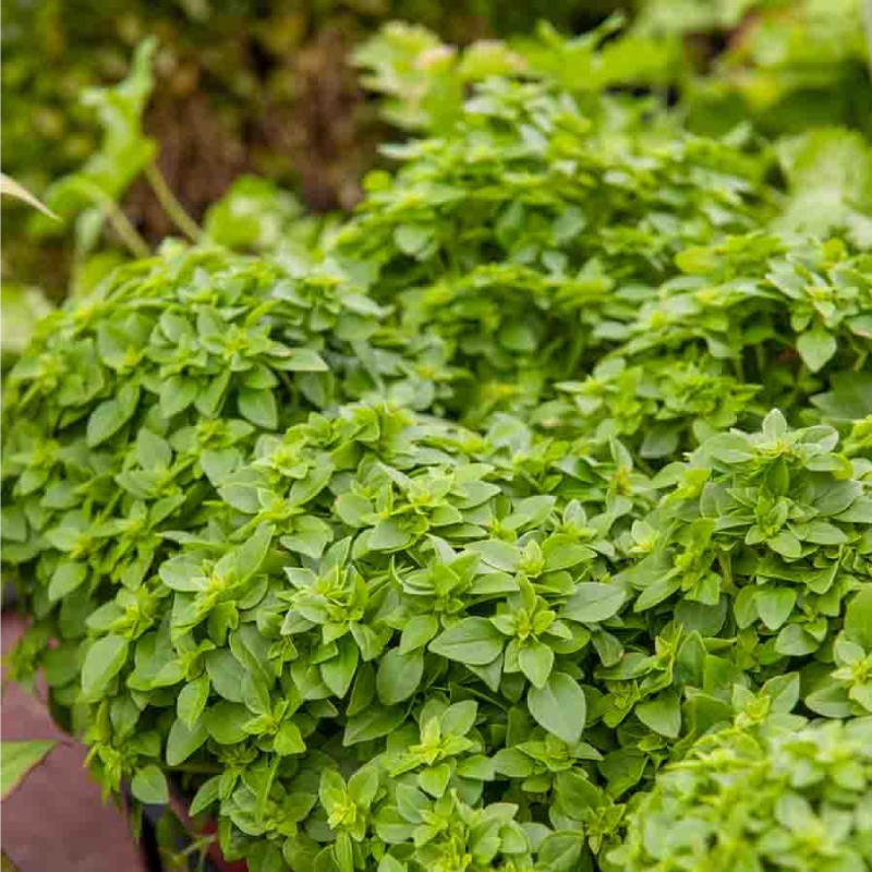 SEMILLAS ALBAHACA Fina Verde Vilmorin - Sobre 4 g - Imagen 2