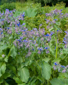 SEMILLAS BORRAJA Officinalis Vilmorin – Sobre 1 g
