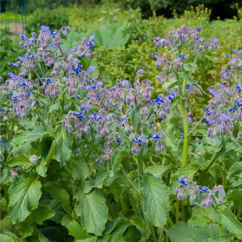 SEMILLAS BORRAJA Officinalis Vilmorin - Sobre 1 g - Imagen 2