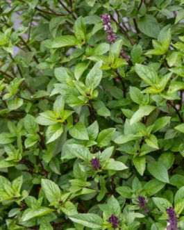 SEMILLAS ALBAHACA Canela Vilmorin – Sobre 1 g