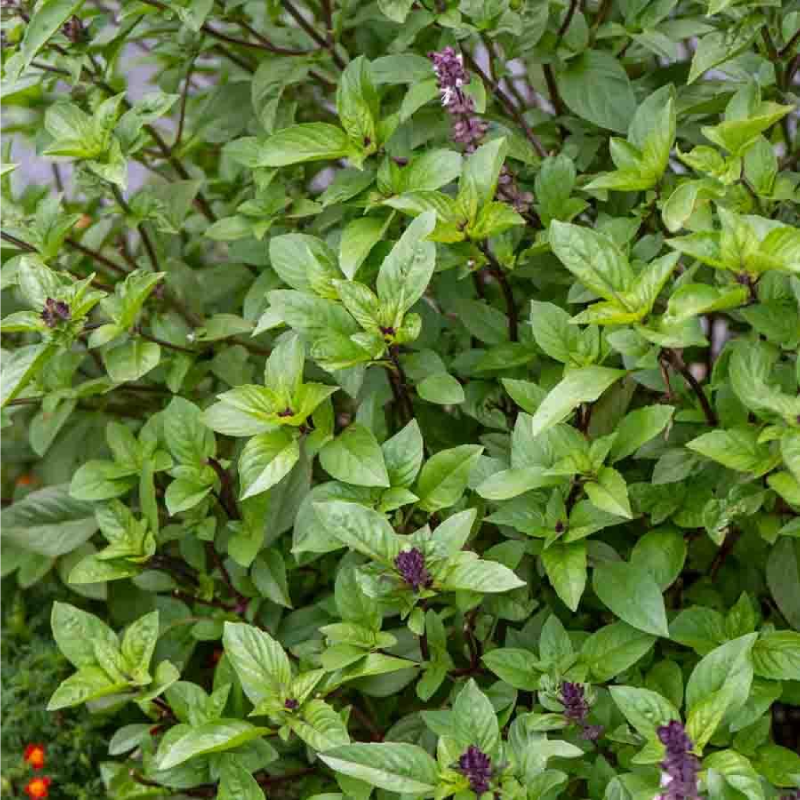 SEMILLAS ALBAHACA Canela Vilmorin - Sobre 1 g - Imagen 2