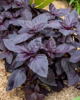 SEMILLAS ALBAHACA Púrpura Vilmorin – Sobre 1 g