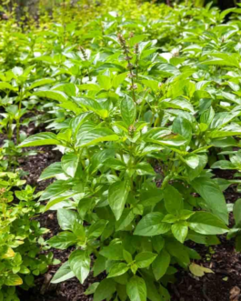 SEMILLAS ALBAHACA Lemon Vilmorin – Sobre 1 g