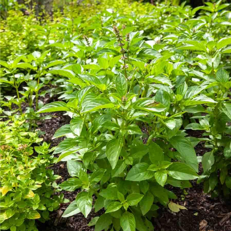SEMILLAS ALBAHACA Lemon Vilmorin - Sobre 1 g - Imagen 2