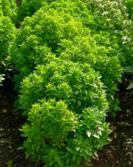 SEMILLAS ALBAHACA Pesto Vilmorin – Sobre 0,4 g