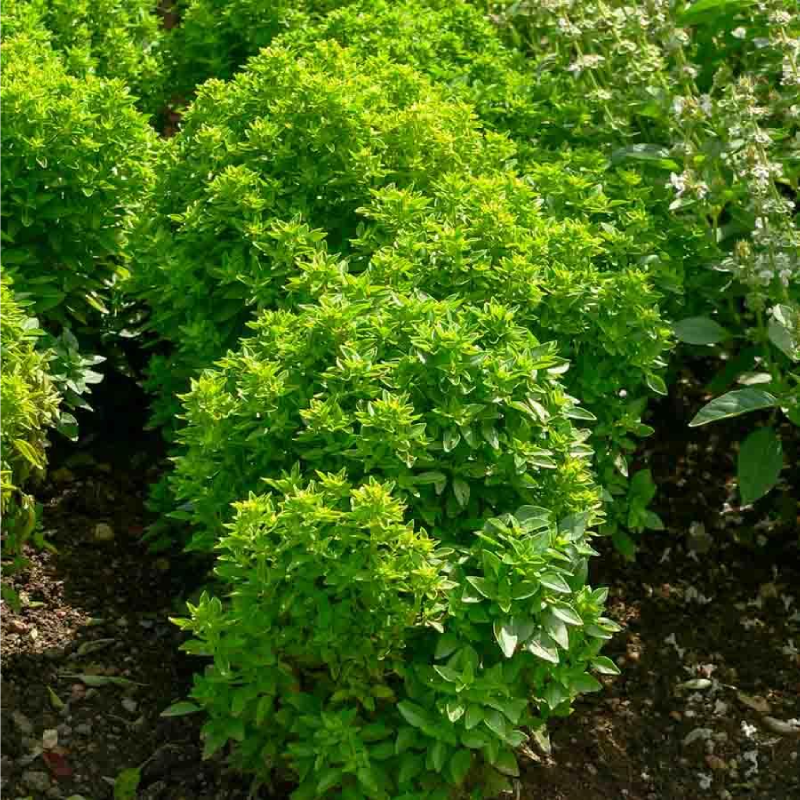 SEMILLAS ALBAHACA Pesto Vilmorin - Sobre 0,4 g - Imagen 2