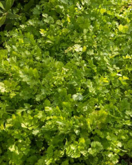 SEMILLAS CILANTRO Vilmorin – Sobre 5 g