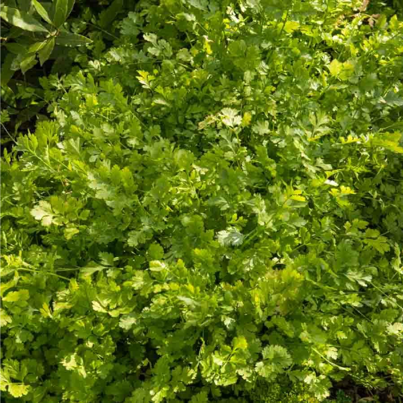 SEMILLAS CILANTRO Vilmorin - Sobre 5 g - Imagen 2