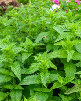 SEMILLAS MENTA Piperita Vilmorin – Sobre 0,3 g