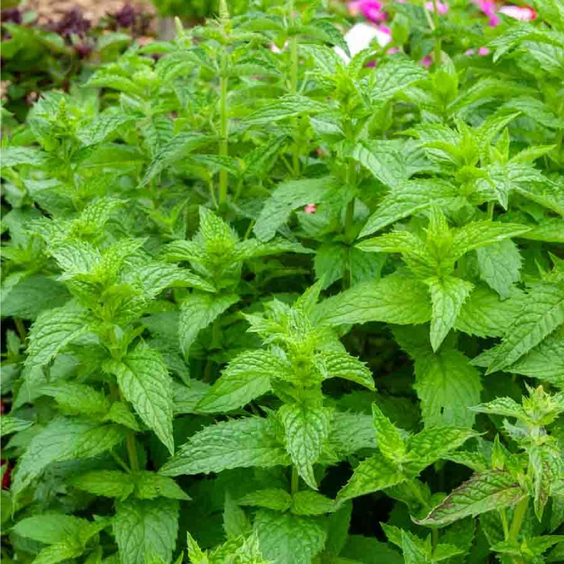 SEMILLAS MENTA Piperita Vilmorin - Sobre 0,3 g - Imagen 2