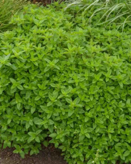 SEMILLAS OREGANO-MEJORANA Vivaz Vilmorin – Sobre 0,5 g