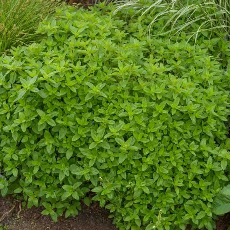 SEMILLAS OREGANO-MEJORANA Vivaz Vilmorin - Sobre 0,5 g - Imagen 2